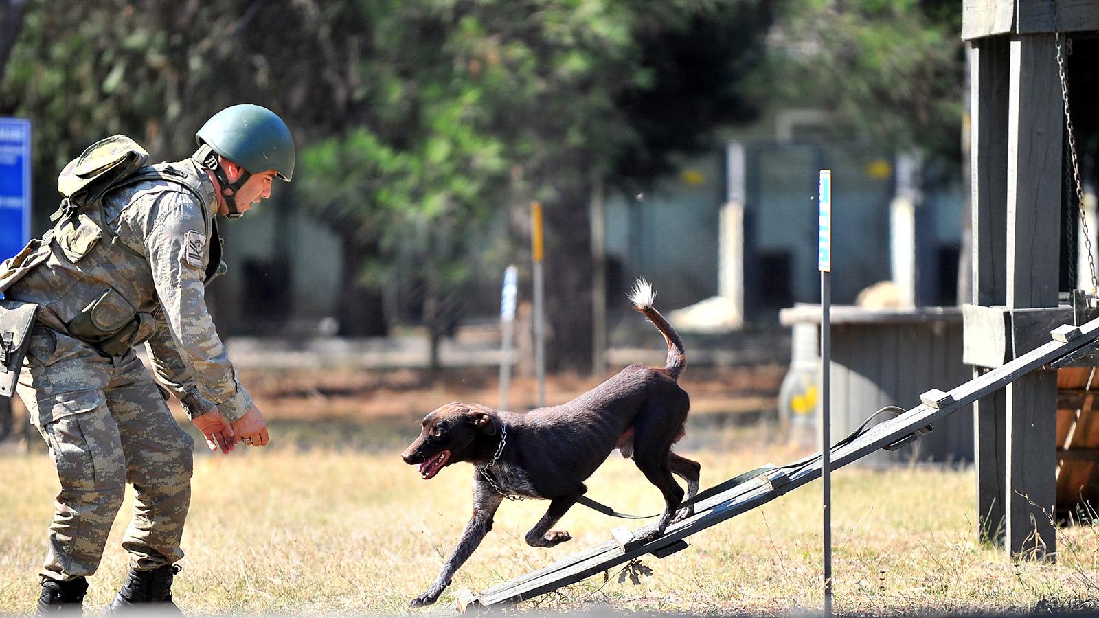 TSK'nın operasyonlar için eğitilen ilk yerli ırk köpeği 'Zerdava'