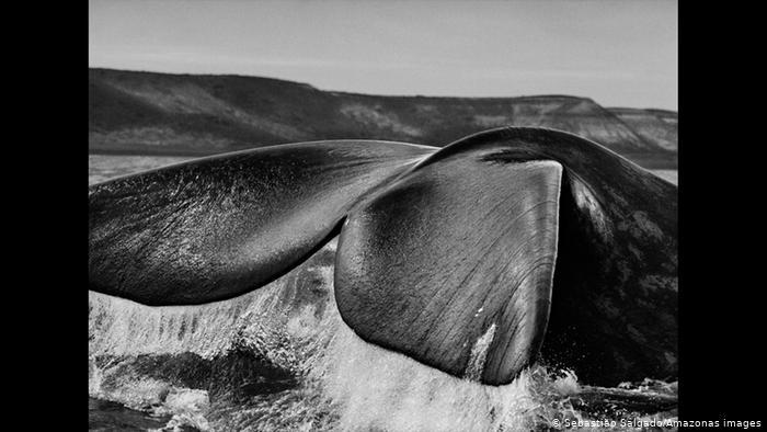 Barış Ödülü Brezilyalı ünlü fotoğrafçı Sebastiao Salgado’ya