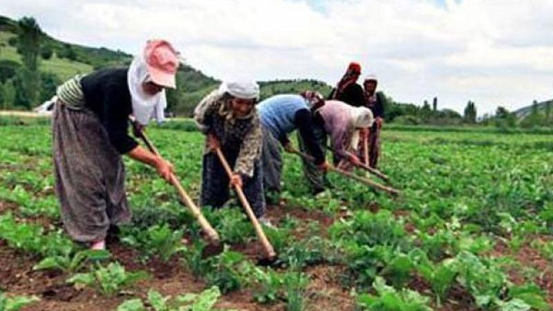 Son bir yılda yüzde 50-120 arasında zamlanan gübreye, geçen seneki gibi 4 lira destek verilecek