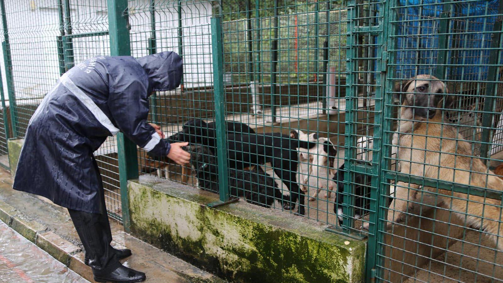 Ordu'daki barınağın tepki çeken görüntülerine belediyeden açıklama