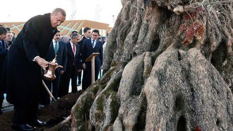 Cumhurbaşkanı Erdoğan'dan "yeşil bir Türkiye için" destek çağrısı