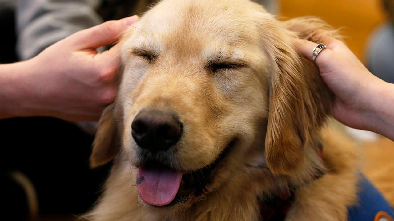 ABD Kongresi'nde 'azil soruşturması' stresine yeni çözüm: Terapi köpekleri