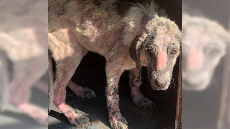 Belediye personelinin eziyet ettiği köpeği vali sahiplendi