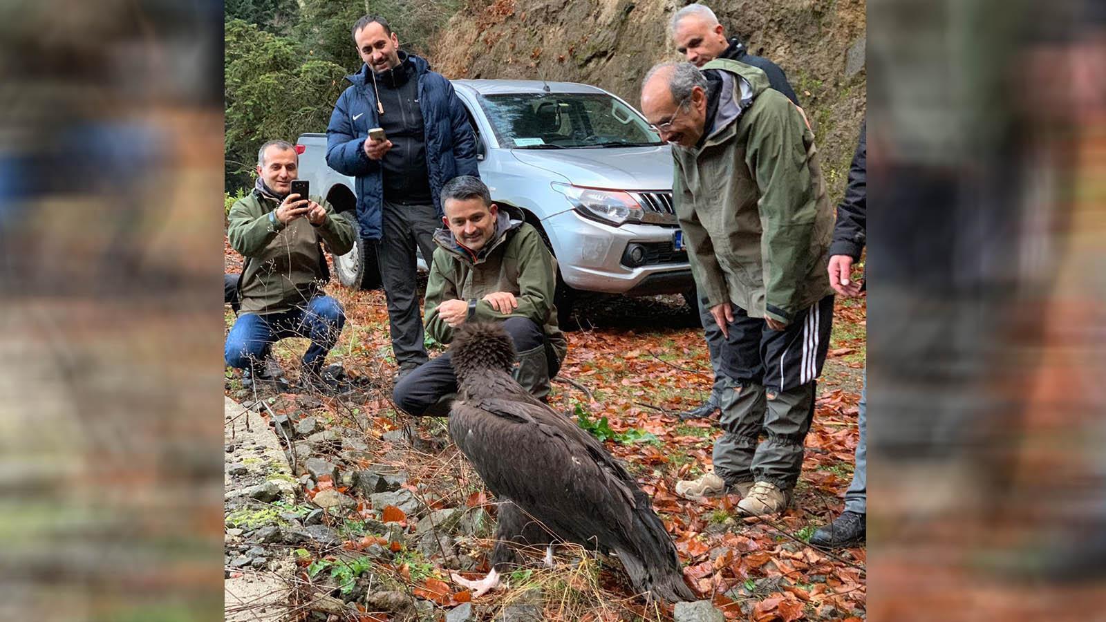 Tedavisi tamamlanan kara akbaba doğaya bırakıldı