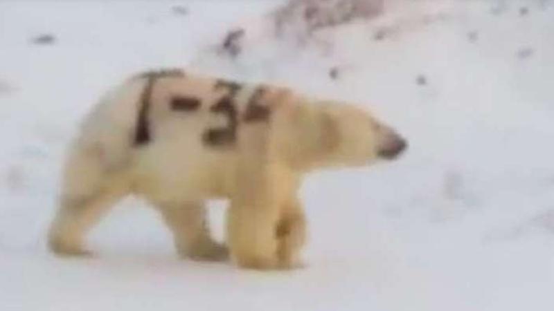 Sprey boya ile boyanan kutup ayısının yaşamı tehlikede