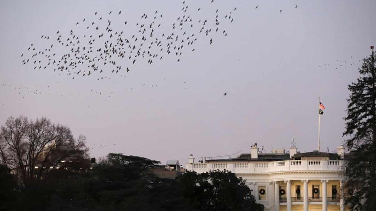 Başkan'ın intikamı: Trump, azil sürecinde kendisine karşı ifade veren hükûmet yetkililerini görevden almaya başladı