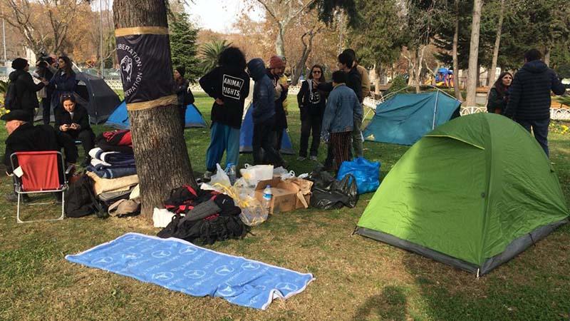 İBB önündeki fayton protestosu 6. gününde: Hayvan çalıştırılması yasaklansın