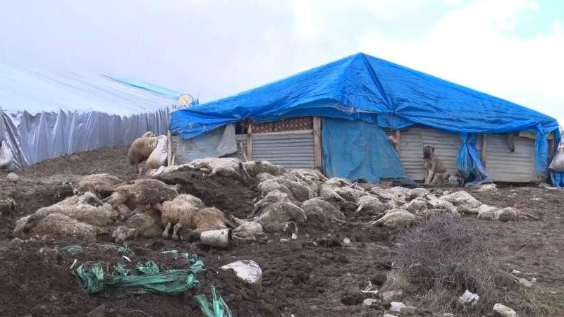 Elazığ’da 600’den fazla koyun öldü; köy karantinaya alındı