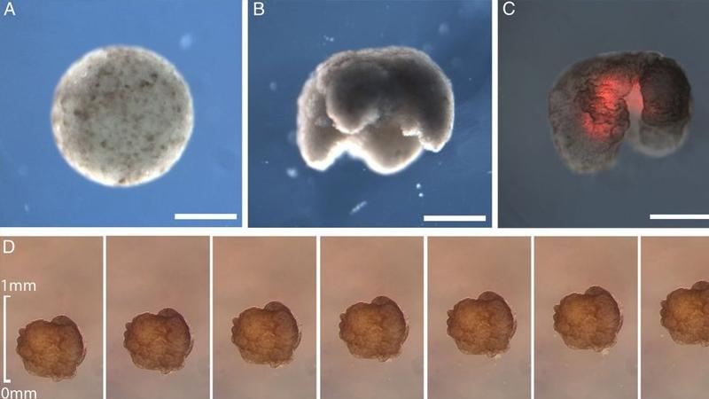 İlk kez kurbağaların kök hücrelerinden robotlar üretildi
