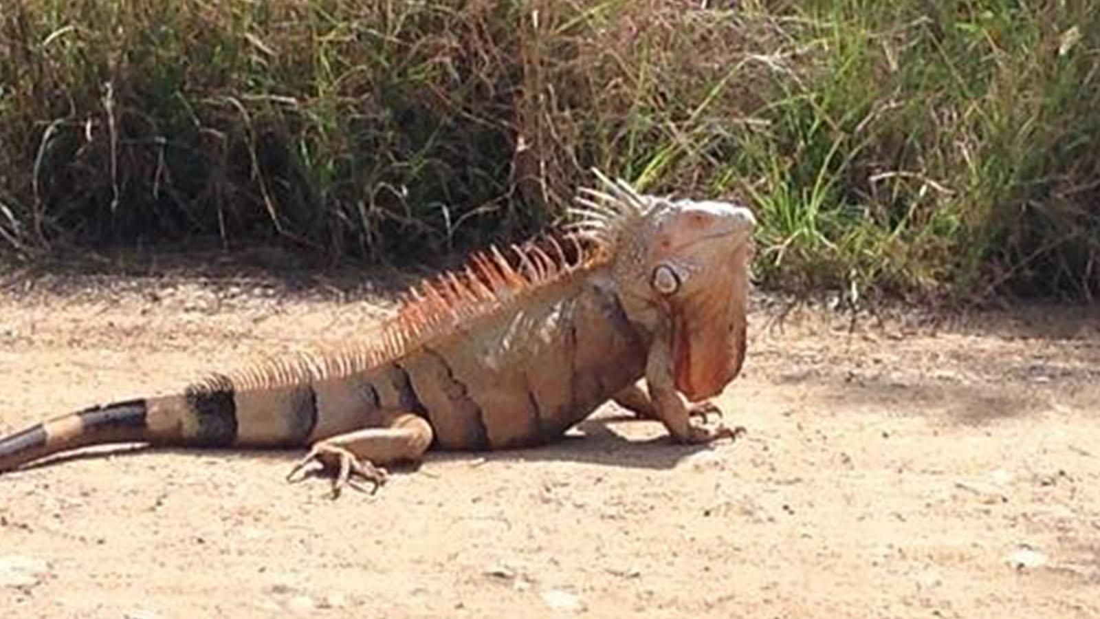 ABD'de soğuk hava uyarısı: Gökten iguana yağabilir