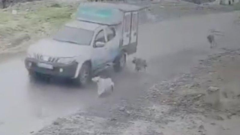 Pendik'te köpek ezen çalışan işten çıkartıldı