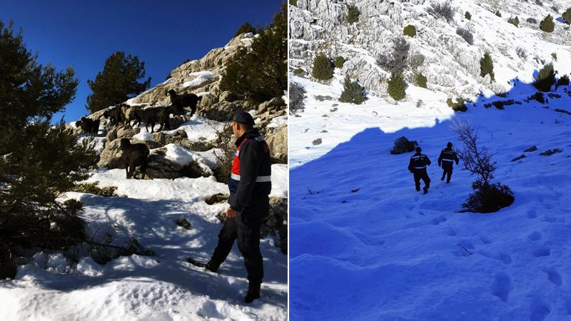 Çobanın kaybettiği sürüyü jandarma drone ile buldu