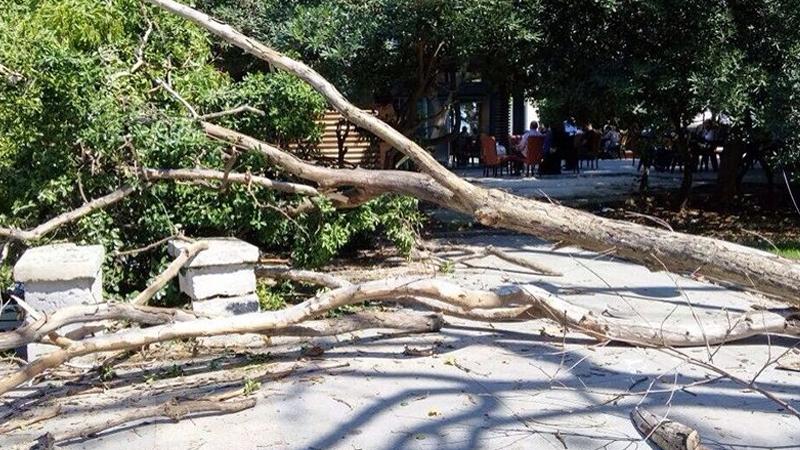 Gezi parkında kuruyan ağaçların yerine yenileri dikilecek