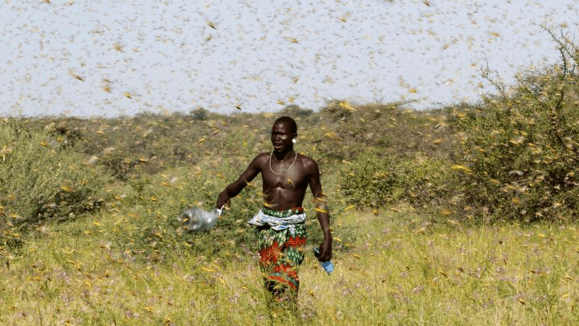 Somali'de çekirge istilası; acil durum ilan edildi 