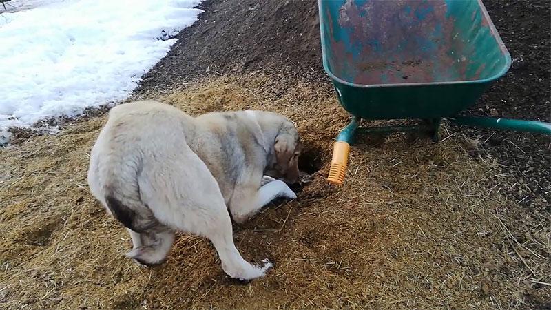 Sivas'ta bir köpek, ölen yavrusunu kendisi gömdü