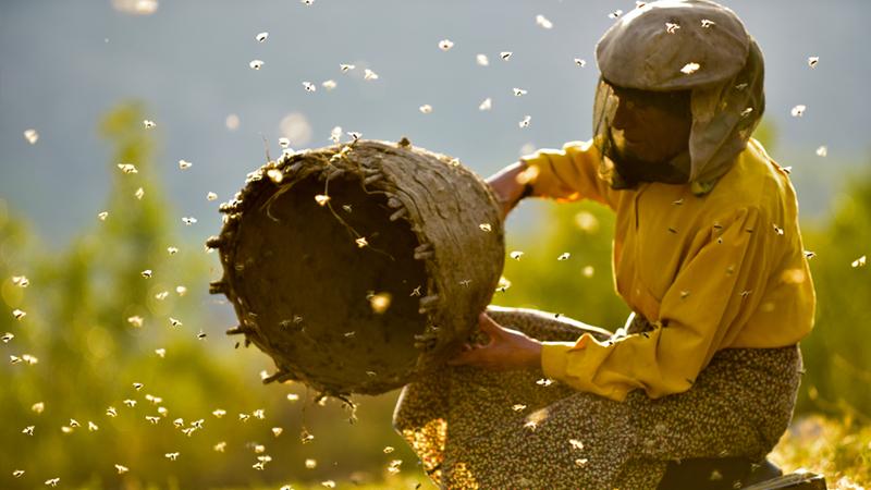 Honeyland: Hatice Muradova'nın 'bal ülkesindeki' yaşamını anlatan Kuzey Makedonya yapımı belgesel