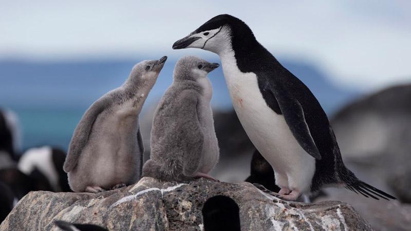 Çember sakallı penguen sayısı hızla azalıyor