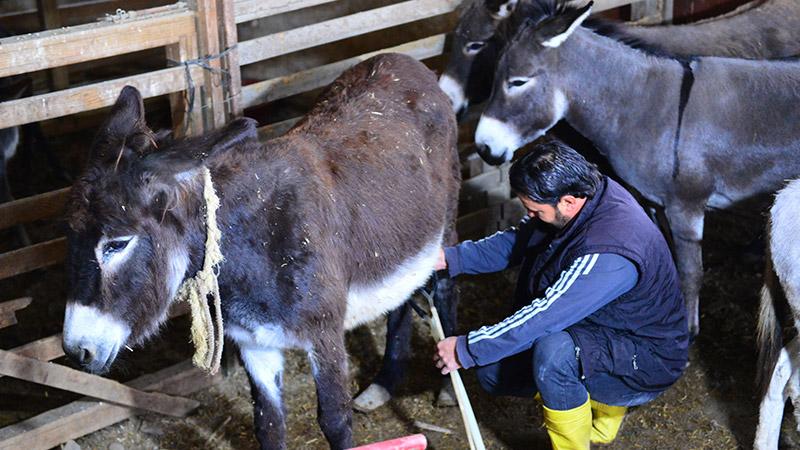 Litresi 150 lira olan eşek sütüne yoğun talep var