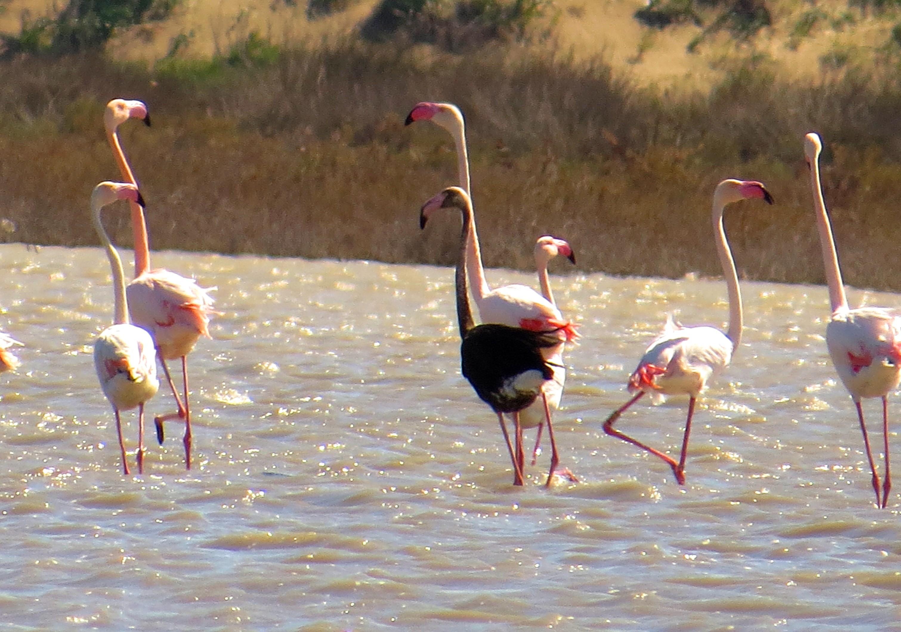 Siyah flamingo ikinci kez Türkiye'de