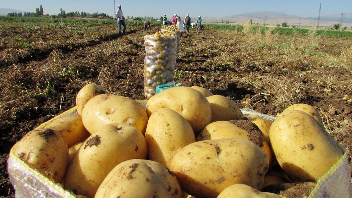 Kızartmalık ile yemeklik patatesin arasındaki fark ne?