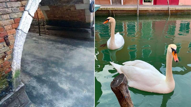 Venedik'in ünlü kanalları temizlendi, balık ve kuğular geri döndü