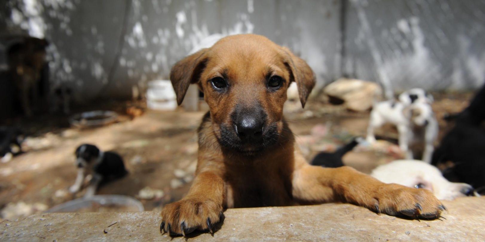 Araştırma: Köpekler de ergenlik krizleri yaşıyor