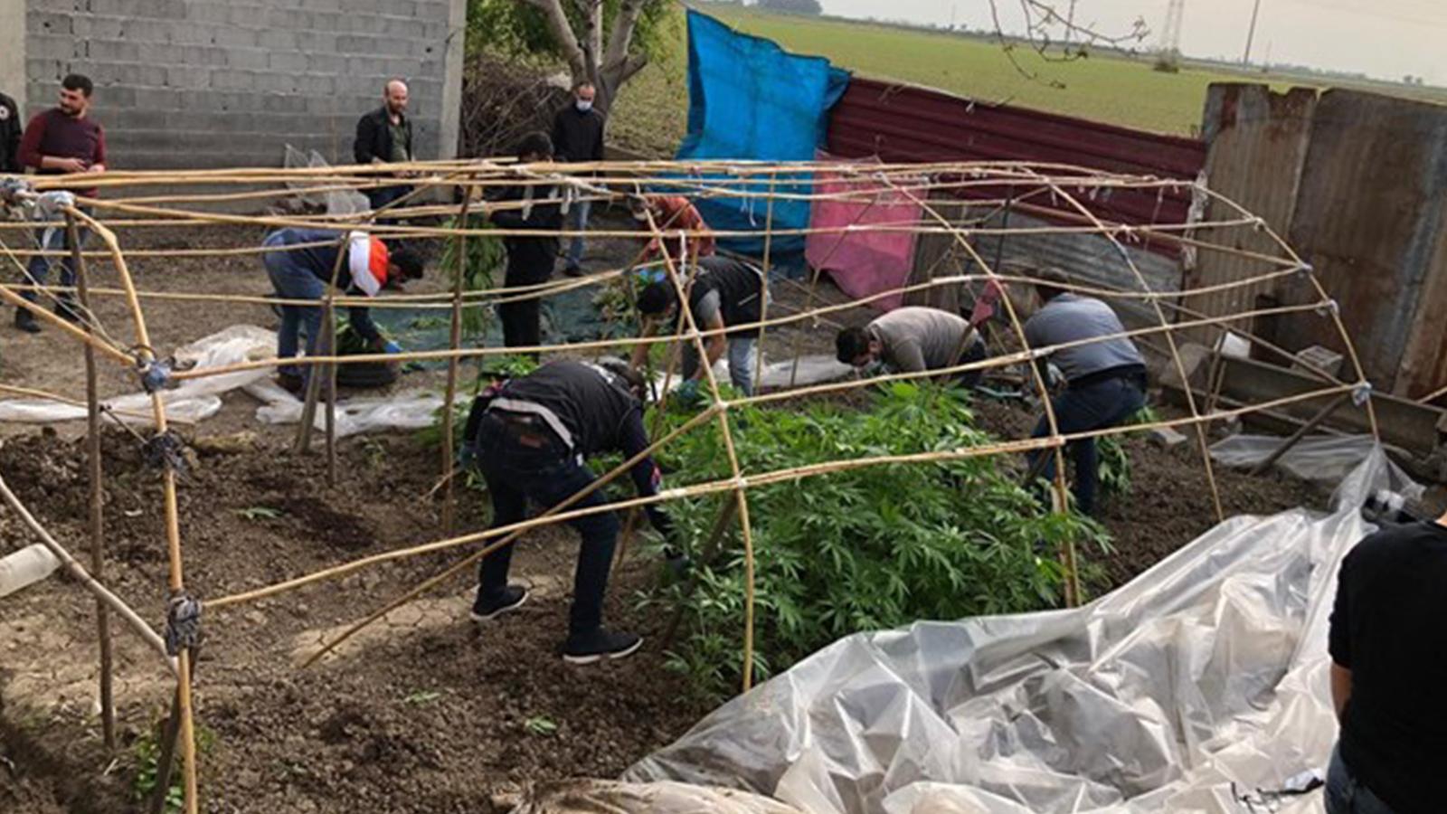 Bahçesine ektiği Hint keneviri serası basıldı; "Koronavirüs yüzünden ektim" dedi 