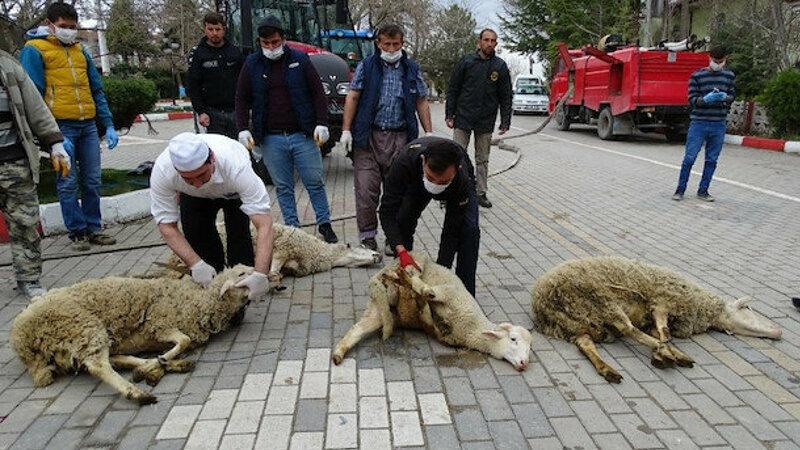 Yeni Şafak yazarı: Hayvanlara işkence çektirmeyi bırakmak, kurban kesmekten daha öncelikli