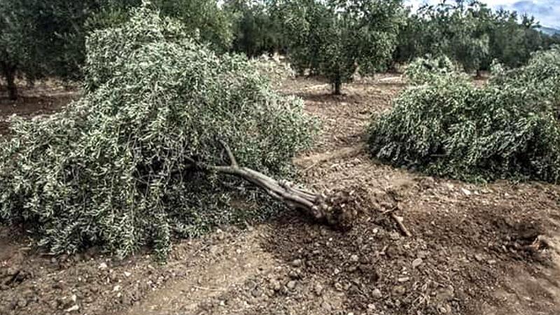 Milas'ta 600 zeytin ağacını kesenlere 110 bin lira ceza kesildi