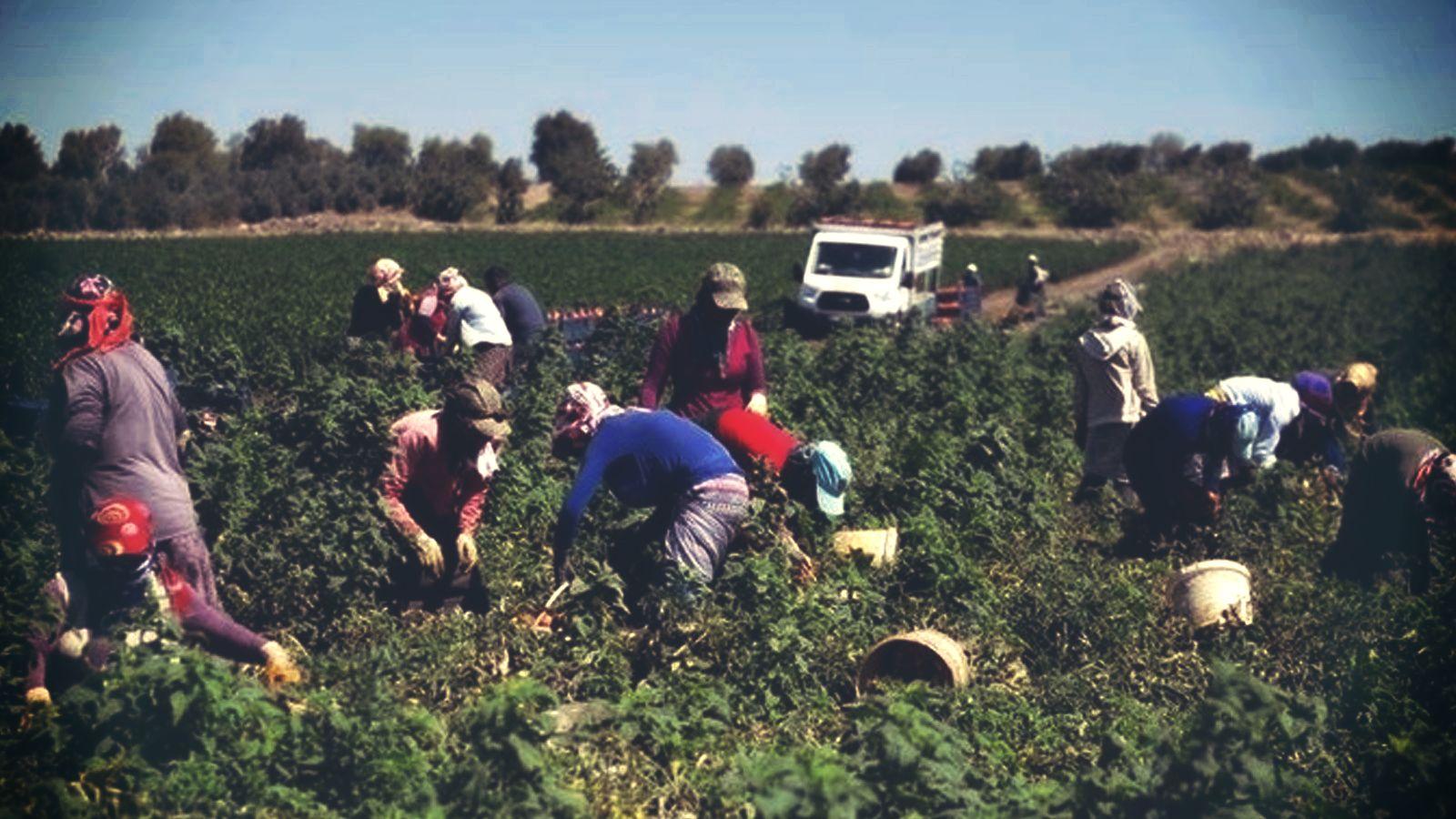 Çiftçiler Sendikası: Koronavirüs nedeniyle gıda krizi ile karşı karşıyayız; sadece 21 ile tohum desteği sunulacak