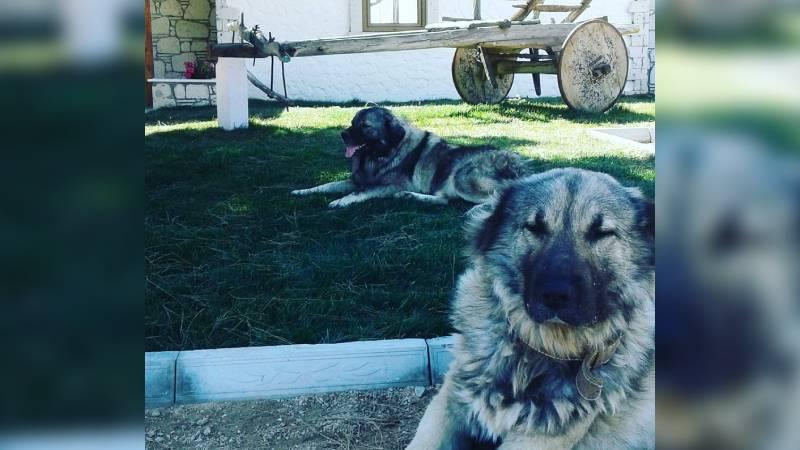 Bir otomobilden köpeğe ateş edip kaçtılar