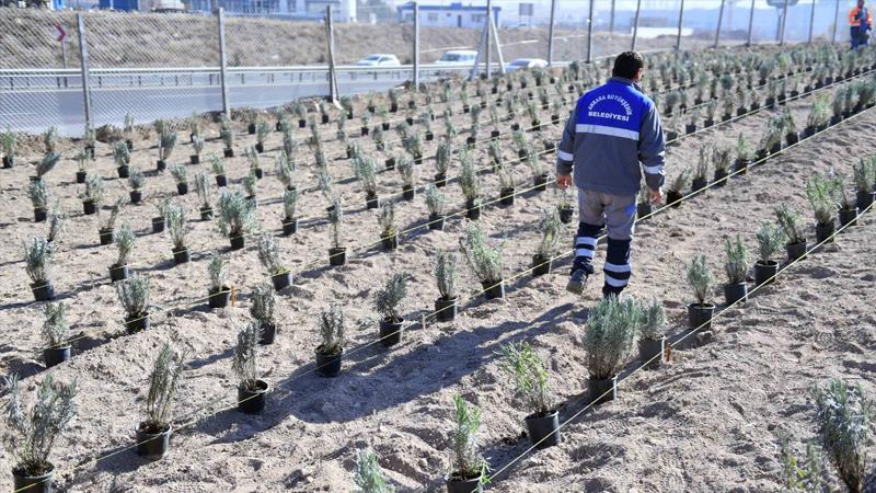 İthal çiçek ekimine son veren Mansur Yavaş destek elini şimdi de lavanta üreticisine uzattı