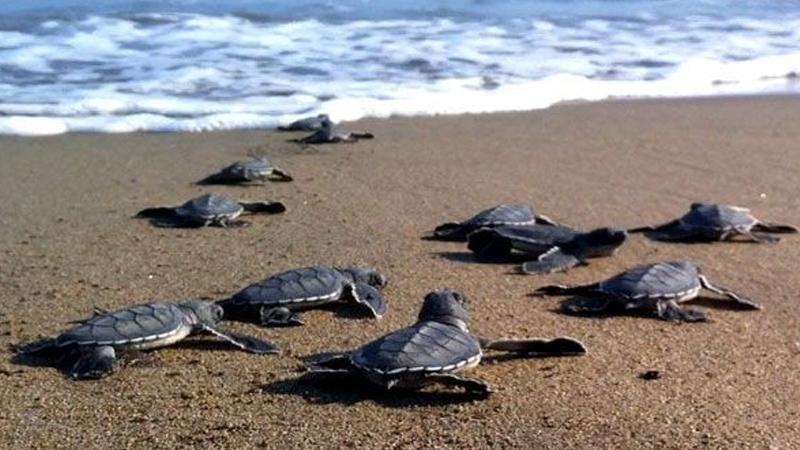 Caretta carettalar ilk yumurtalarını bıraktı