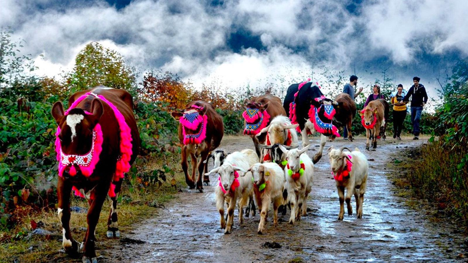 Karadeniz'de yaylalara göç bu yıl erken başladı