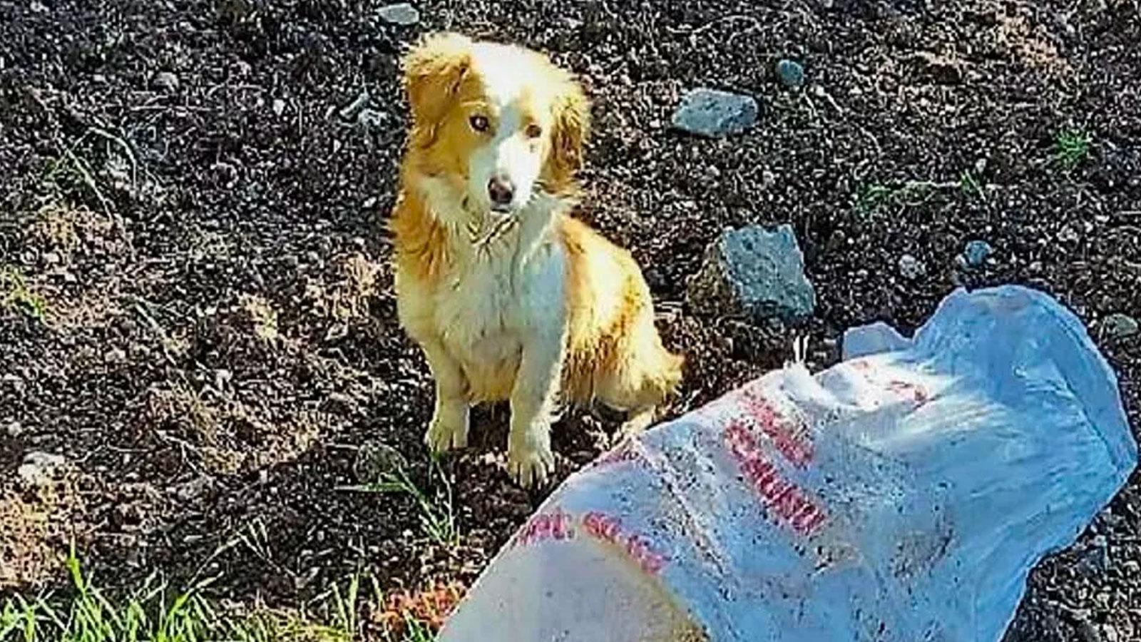 Ağzı bağlı çuvala konan köpek ölüme terk edildi