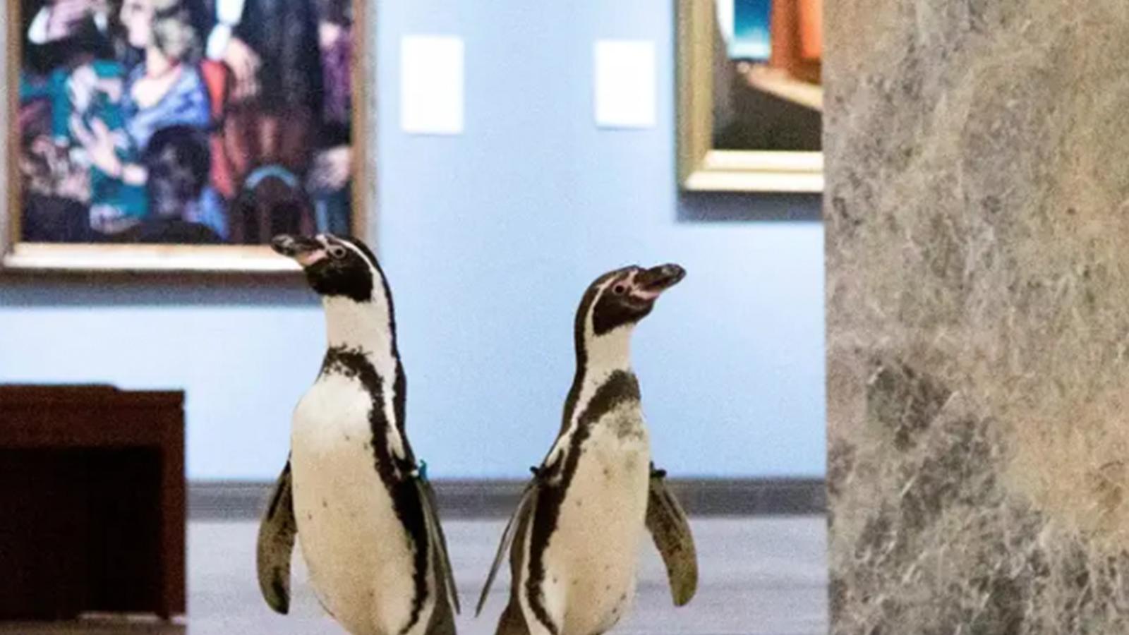 Sanat müzesi bir günlüğüne penguenlerin oldu; tabloların arasında gezindiler 