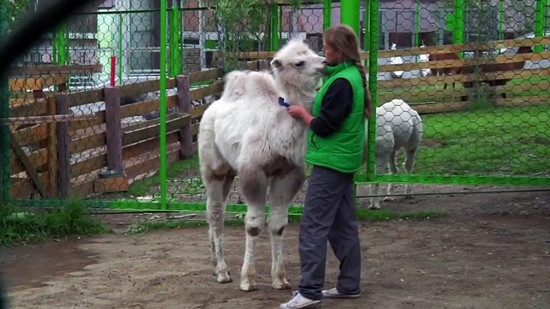 Hayvanat bahçesinde Koronavirüs etkisi; 'bebek patlaması' yaşandı