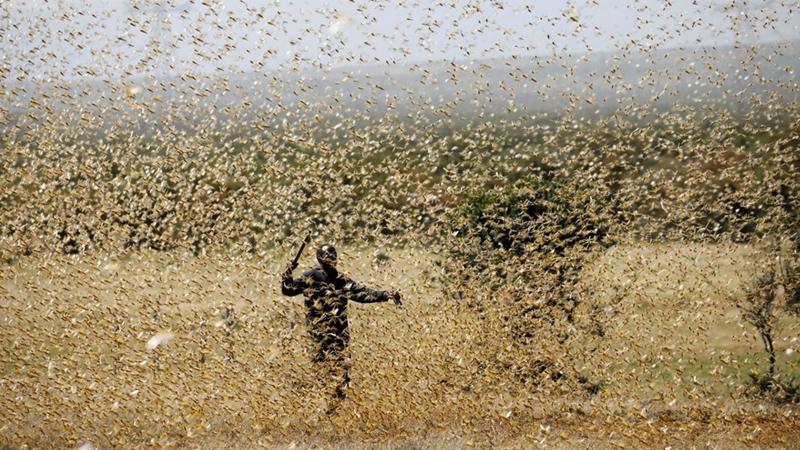 İstilacı çekirgeler kıta değiştirdi, Asya'dan Afrika'ya yöneldiler!