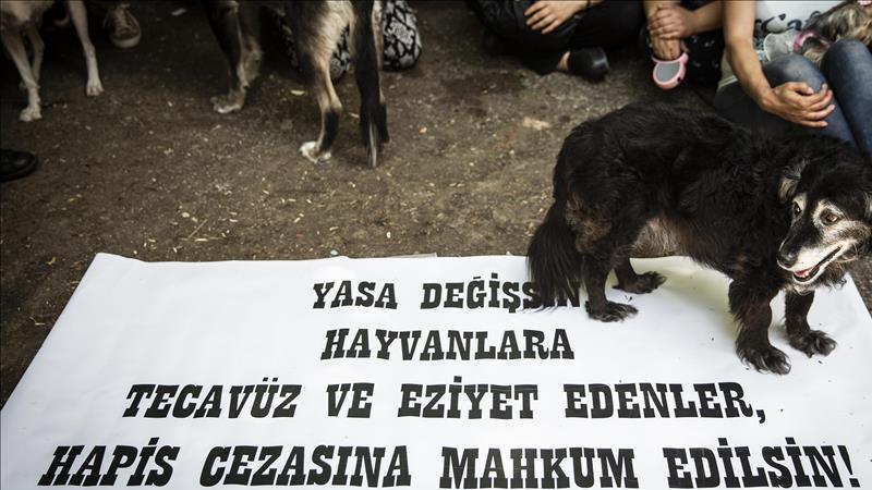 Onlarca köpeği eve kapatıp işkence yaptığı iddia edilen kadın gözaltına alındı