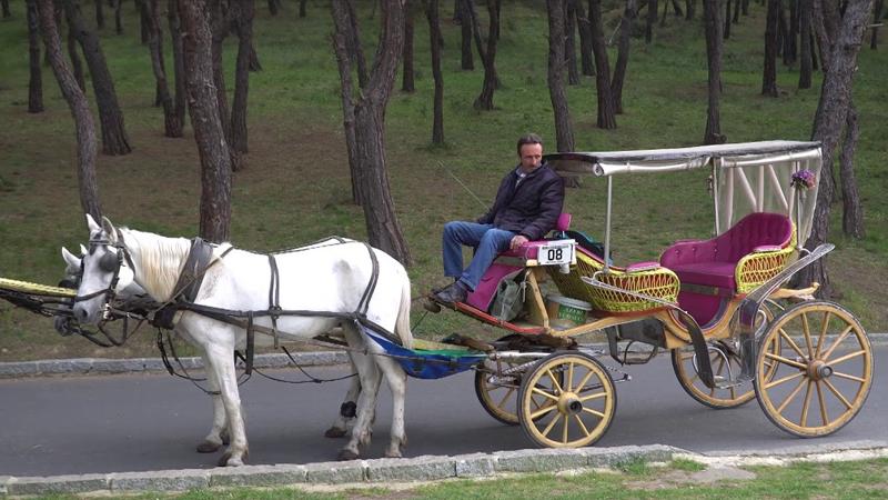 Sabah yazarı Hıncal Uluç: İmamoğlu, bir-iki yaygaracının gazına gelerek Adalar'ın simgesi faytonları cart diye yasakladı