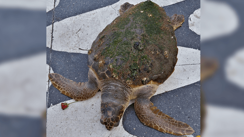 İzmir Körfezi’nde kıyıya vuran caretta caretta kurtarıldı