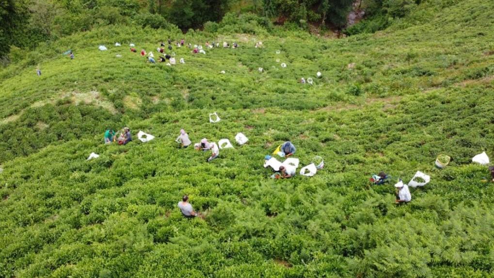 Çay hasadı yapılan Rize'de kaza yapan tırın içinden ithal çay çıktı, bakan Pakdemirli 'İthalat sınırlaması yok' dedi