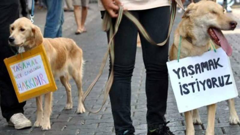 Hayvan Hakları Yasası hâlâ gündeme gelmedi!