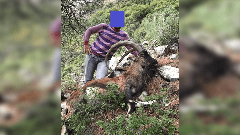 Koruma altındaki dağ keçisi avlayıp, fotoğrafını paylaşan kişiye para cezası