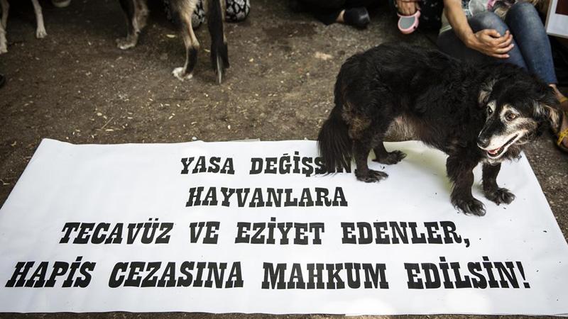 Köpeğe tecavüz eden eden şüpheli gözaltına alındı