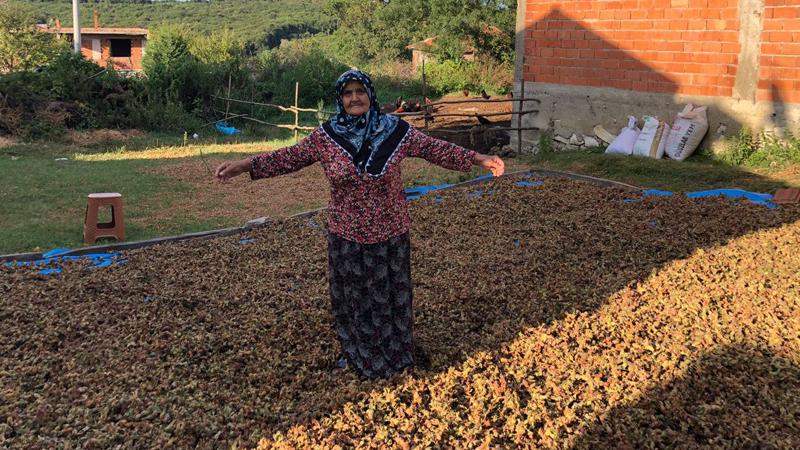 Fındıkları çalınmasın diye tarlada nöbet tutarken evine hırsız girdi