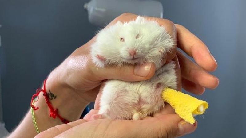 Ayağı kırılan 25 gramlık hamster 'Böğürtlen'e pim takıldı