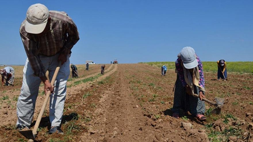 Tarım ürünleri üretici fiyatları aylık yüzde 2.56, yıllık yüzde 18.48 arttı