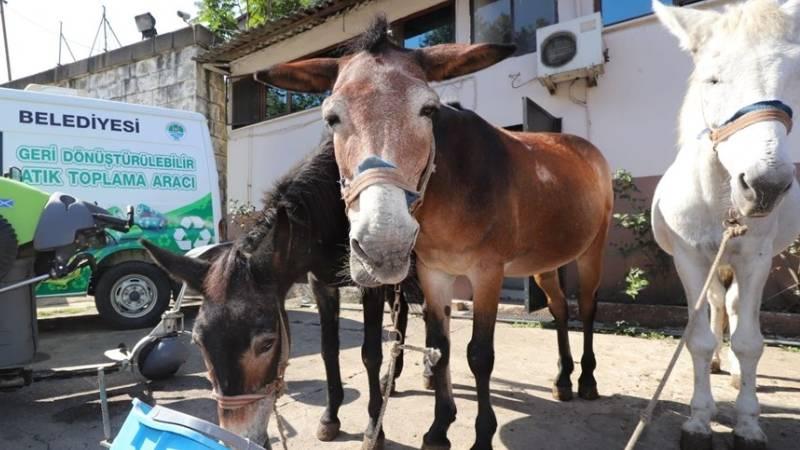 Zonguldak'ta 50 yıldır çöp taşıyan 11 katır törenle emekliye ayrıldı