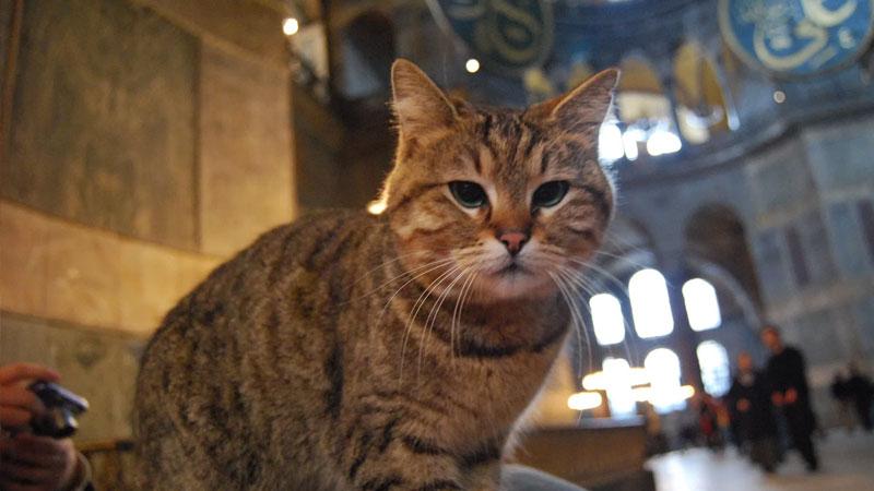 Ayasofya'nın kedisi Gli'ye ilişkin yeni gelişme